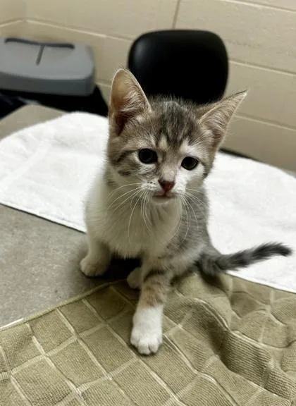 A baby small-sized male Domestic Short Hair cat named Bumble for adoption in Westland, MI