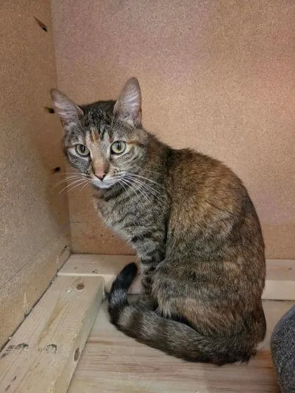 An adult medium-sized female Domestic Short Hair cat named Moonbeam Ice Cream for adoption in Scottsbluff, NE