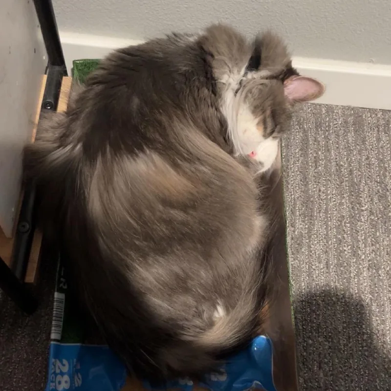 A senior large-sized female Gray / Blue / Silver Domestic Long Hair cat named Noodle for adoption in Rochester, MN