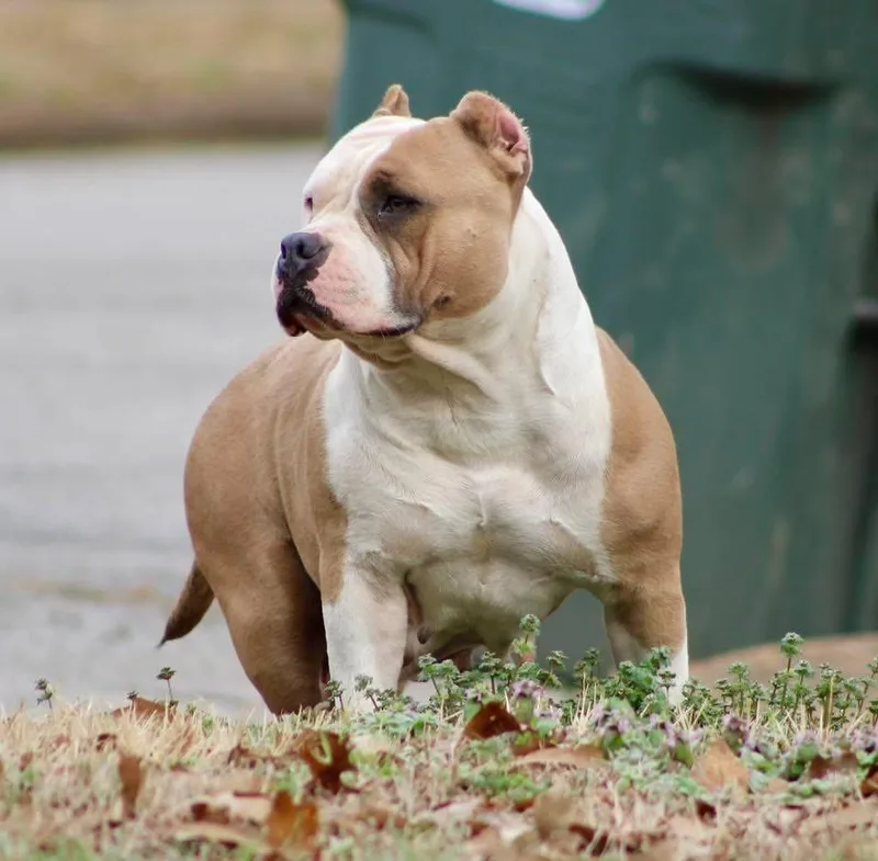 A young large-sized female Golden English Bulldog dog named Gamora for adoption in Brentwood, TN