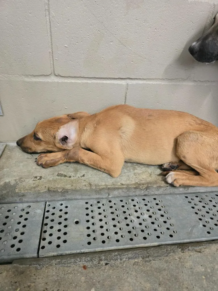 A baby medium-sized female Labrador Retriever dog named Chloe for adoption in Huntsville, TX