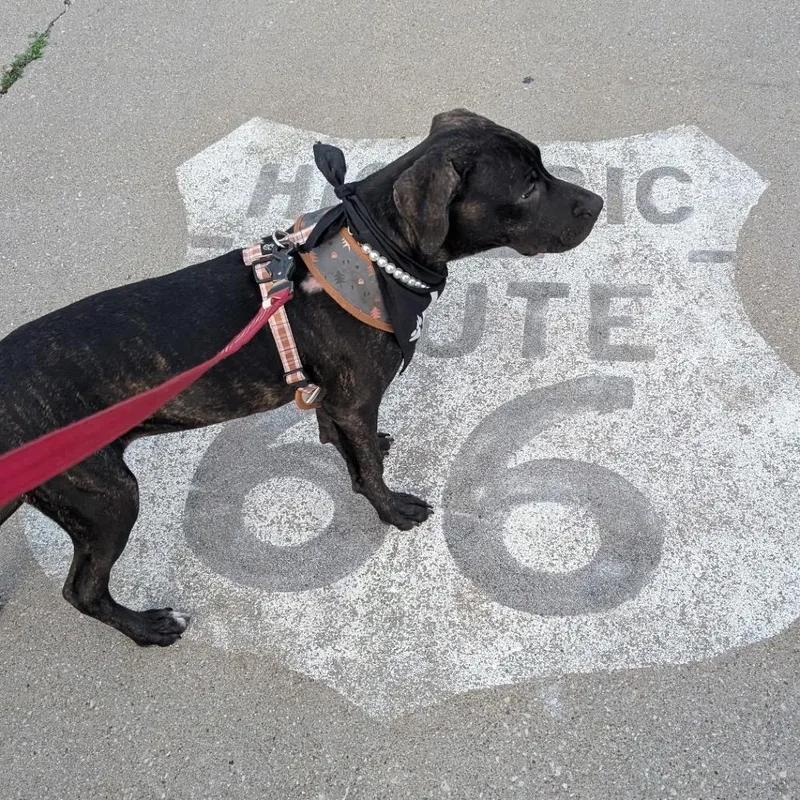 A young medium-sized female Brown / Chocolate Pit Bull Terrier dog named Serena for adoption in Springfield, IL