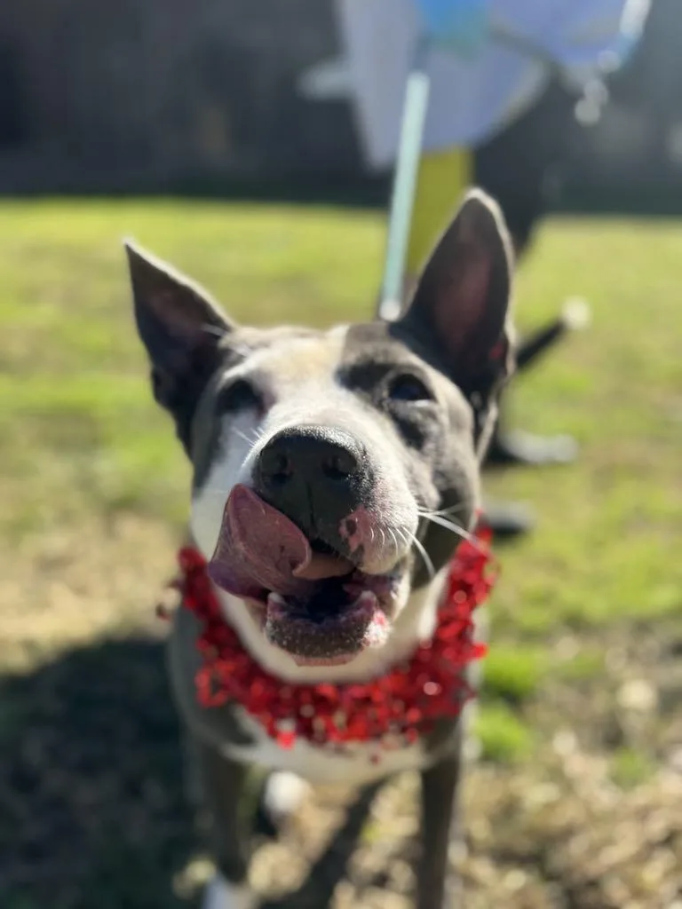 An adult medium-sized male Gray / Blue / Silver Pit Bull Terrier dog named Arden for adoption in Houston, TX