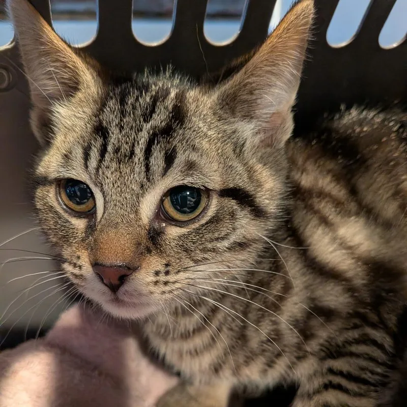 A baby small-sized male Brown / Chocolate Domestic Short Hair cat named Matteo for adoption in Fairfax Station, VA