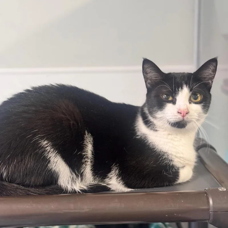 An adult large-sized male Black Domestic Short Hair cat named Sammie for adoption in Brownsboro, AL