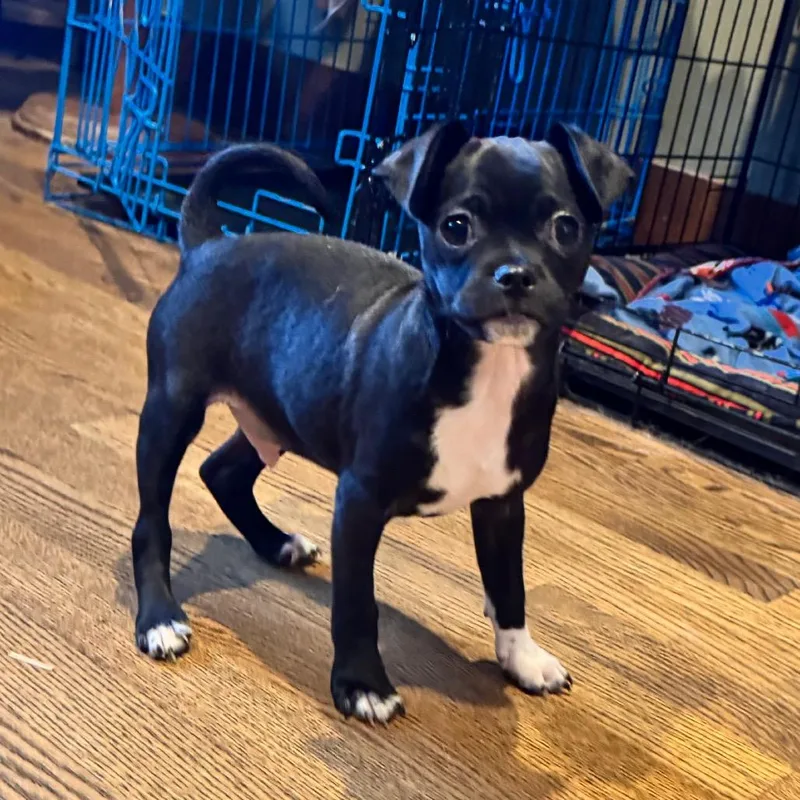 A baby small-sized male Black Pug dog named Quincy for adoption in Alma, WI