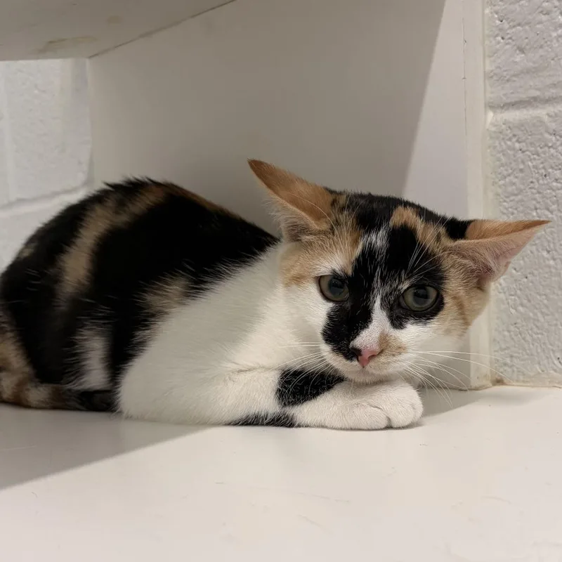 A baby small-sized female Calico Domestic Short Hair cat named Frida for adoption in Marshall, VA