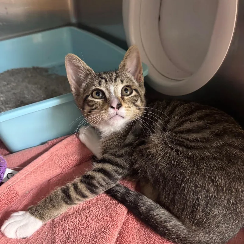 A baby small-sized male Brown / Chocolate Domestic Short Hair cat named Yamiko for adoption in Middleburg, FL