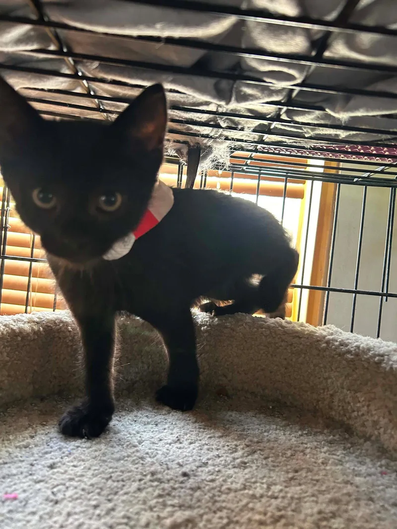 A baby medium-sized male Black Domestic Short Hair cat named Happy for adoption in hinckley, IL