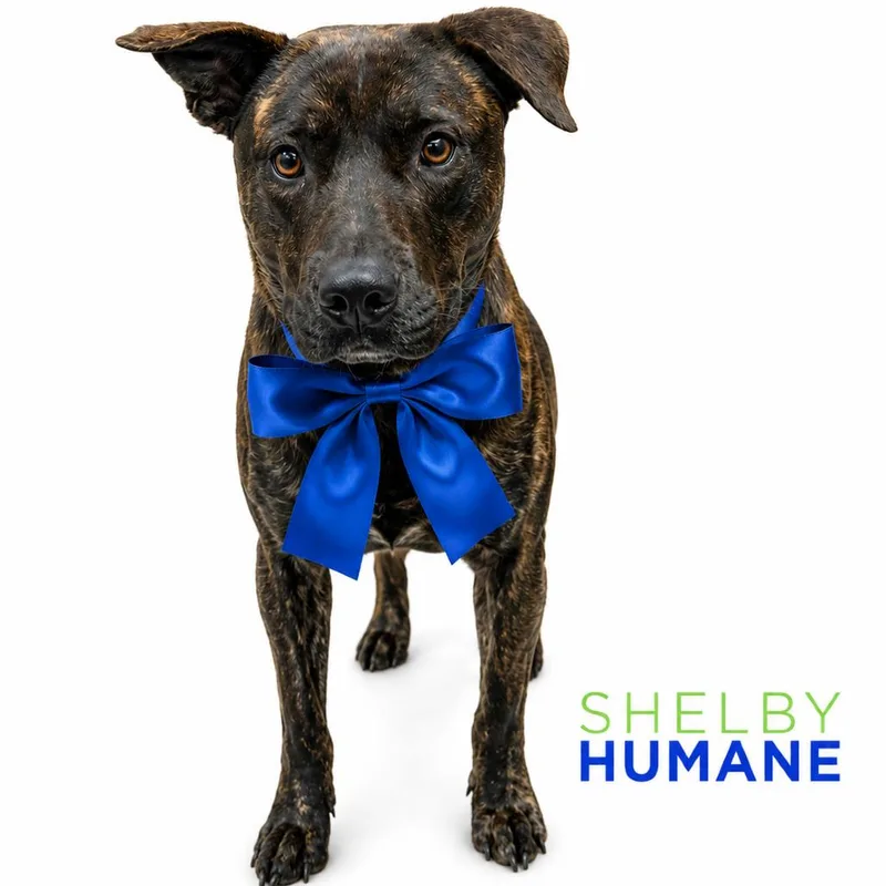 A young medium-sized male Black Mixed Breed dog named Ranaldo for adoption in Columbiana, AL