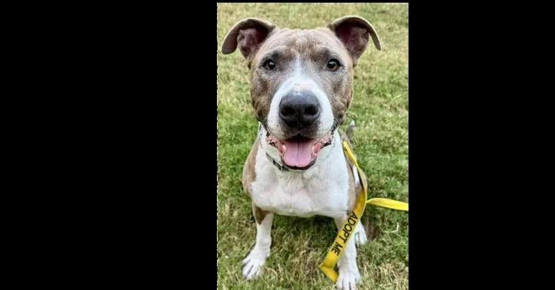 An adult medium-sized male Pit Bull Terrier dog named Roy for adoption in Dallas, TX