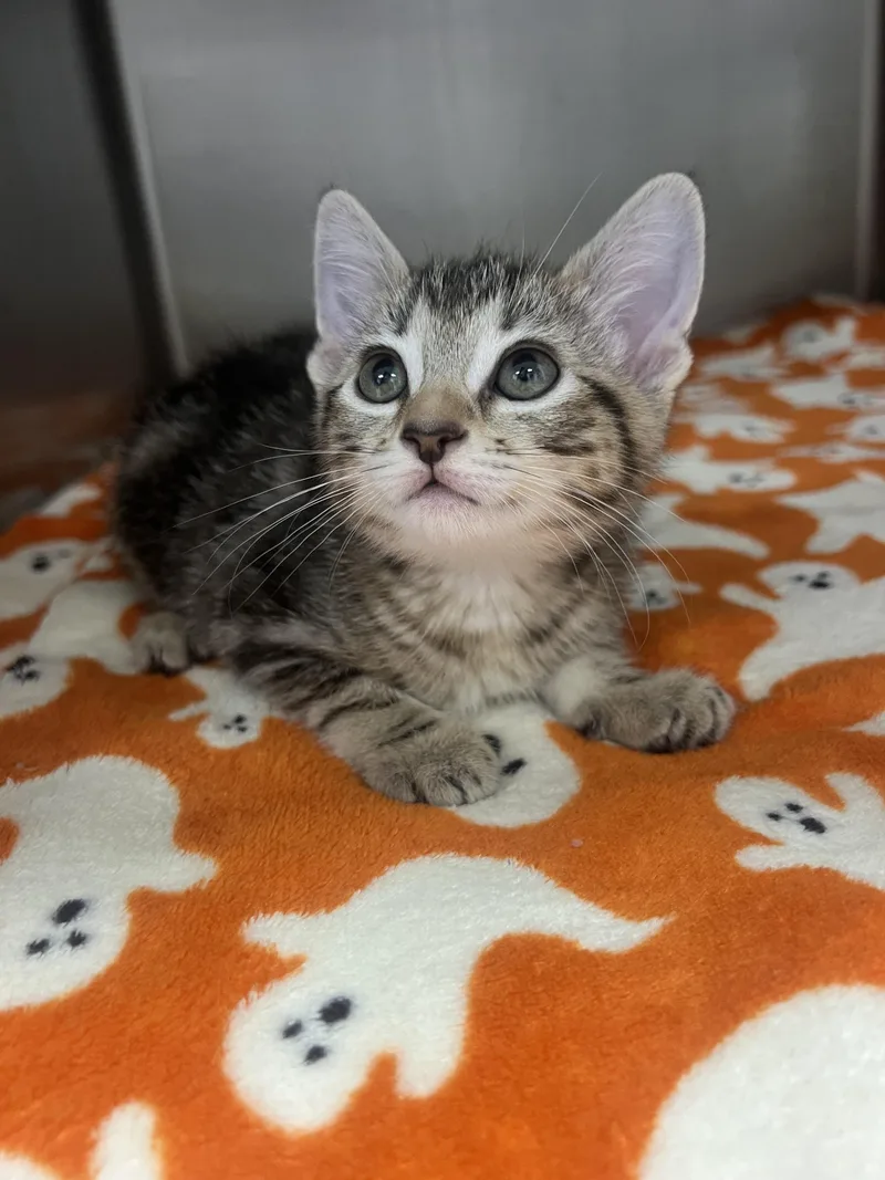 A baby small-sized female Domestic Short Hair cat named Chocolate for adoption in Chico, CA
