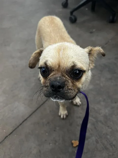 A young small-sized female Mixed Breed dog named Sasha for adoption in Dallas, TX