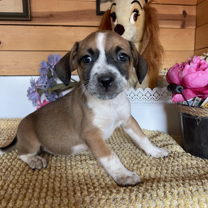 A baby small-sized female Cattle Dog dog named Juliette for adoption in Vacaville, CA