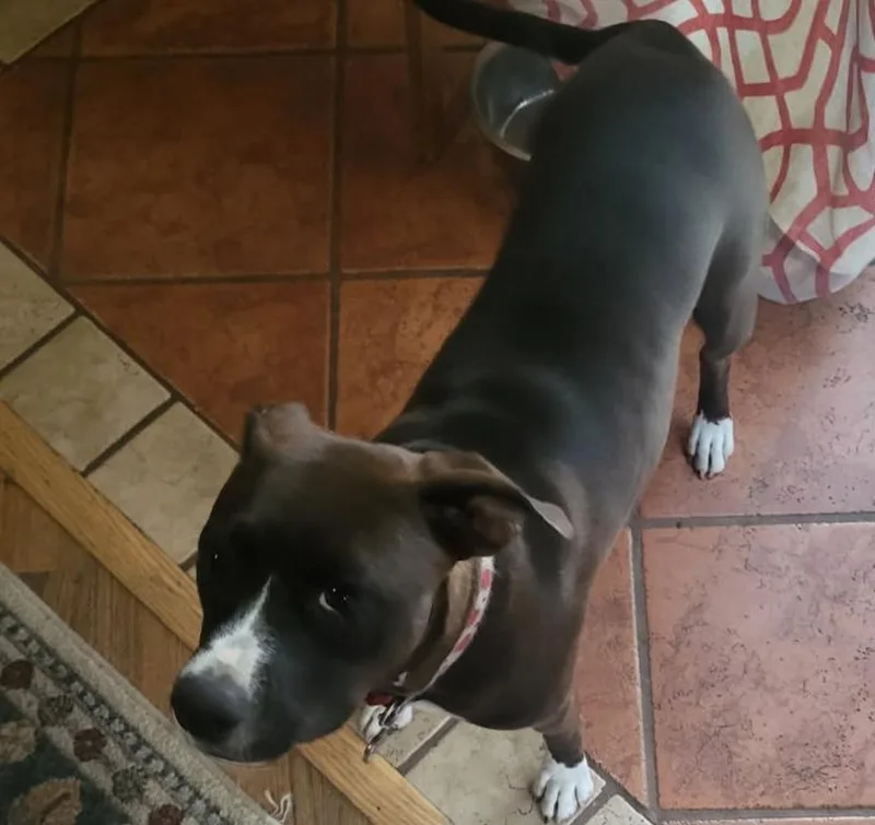 A young medium-sized female Pit Bull Terrier dog named Delilah for adoption in New Bern, NC