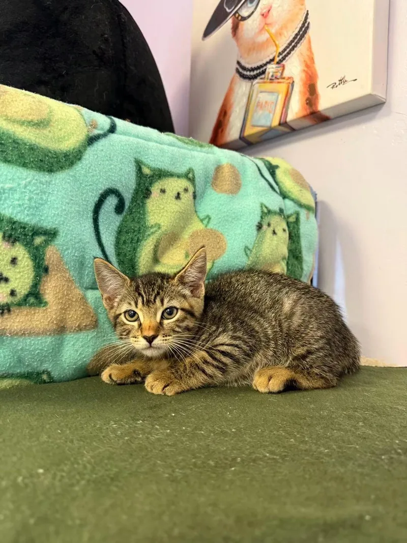 A young small-sized female Tabby (Brown / Chocolate) Domestic Short Hair cat named Sage for adoption in Freeport, NY