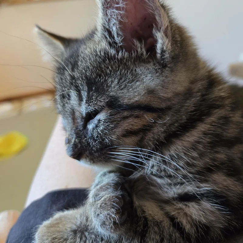A baby small-sized female Tabby (Gray / Blue / Silver) Domestic Short Hair cat named Taffy for adoption in Mineral Point, WI