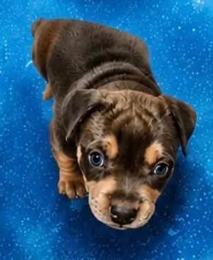 A baby medium-sized female Terrier dog named LILLY Needs a forever for adoption in Birmingham, MI