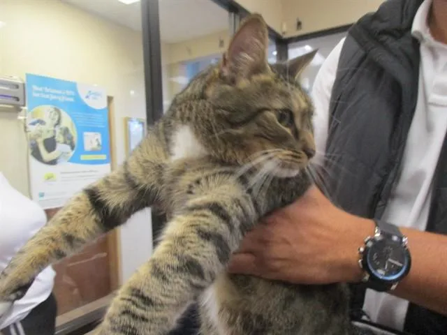 An adult small-sized male Domestic Short Hair cat named Big Boy for adoption in Ocala, FL