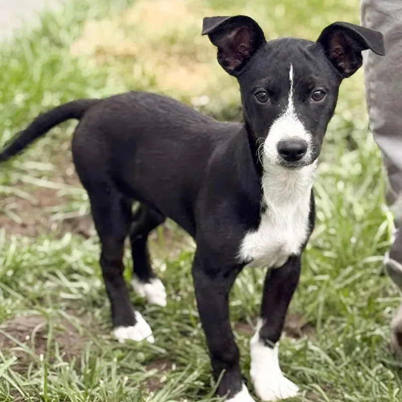 A baby small-sized male Black Chihuahua dog named Bobby for adoption in Albany, NY