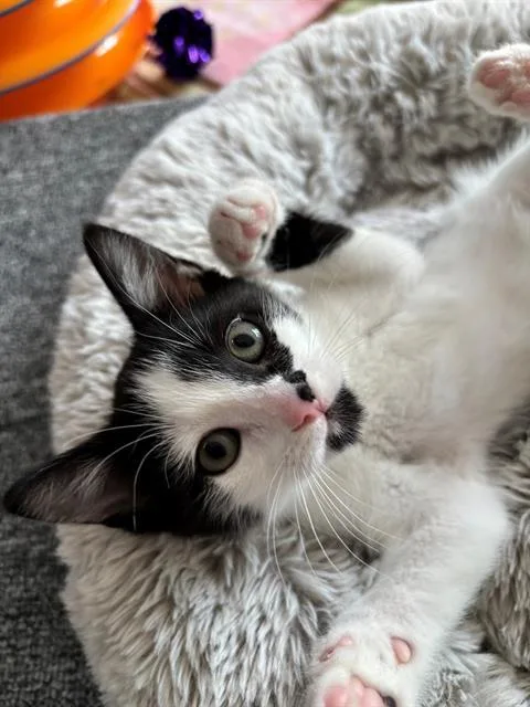 A baby small-sized female Domestic Short Hair cat named Bessie for adoption in Santa Clara, CA