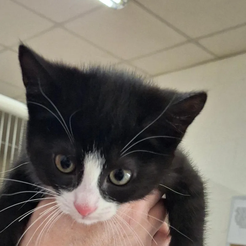 A baby small-sized female Black Domestic Short Hair cat named Pinky for adoption in Zanesville, OH