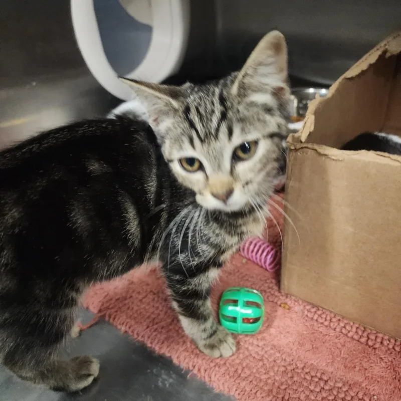 A baby medium-sized female Black Domestic Short Hair cat named Panini for adoption in Dover, NH