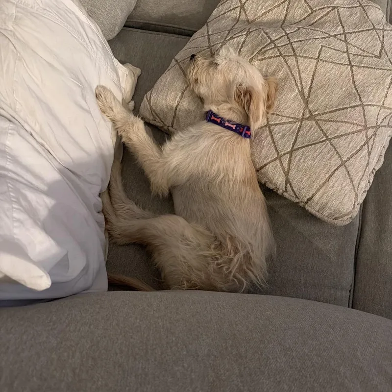 A young small-sized female White / Cream Terrier dog named Molly for adoption in Phoenix, AZ