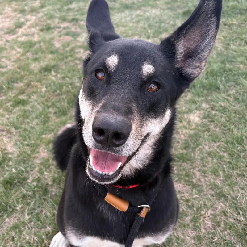 An adult large-sized female Alaskan Malamute dog named Bella May for adoption in St Joseph, MO