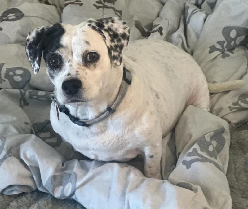 Daisy