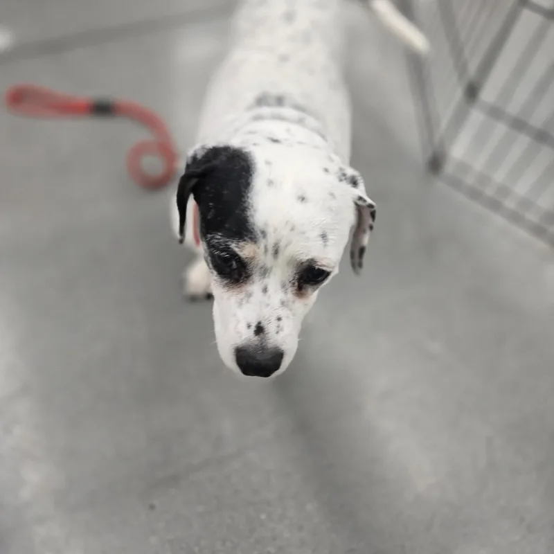 Daisy thumbnail 2