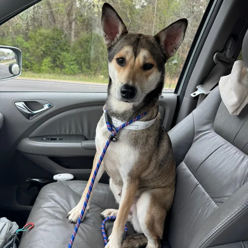 An adult medium-sized female Sable Shepherd dog named Tessa for adoption in Brownsboro, AL
