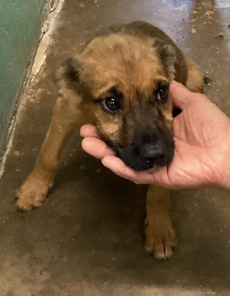 A baby small-sized male Shepherd dog named Valor for adoption in Beebe, AR