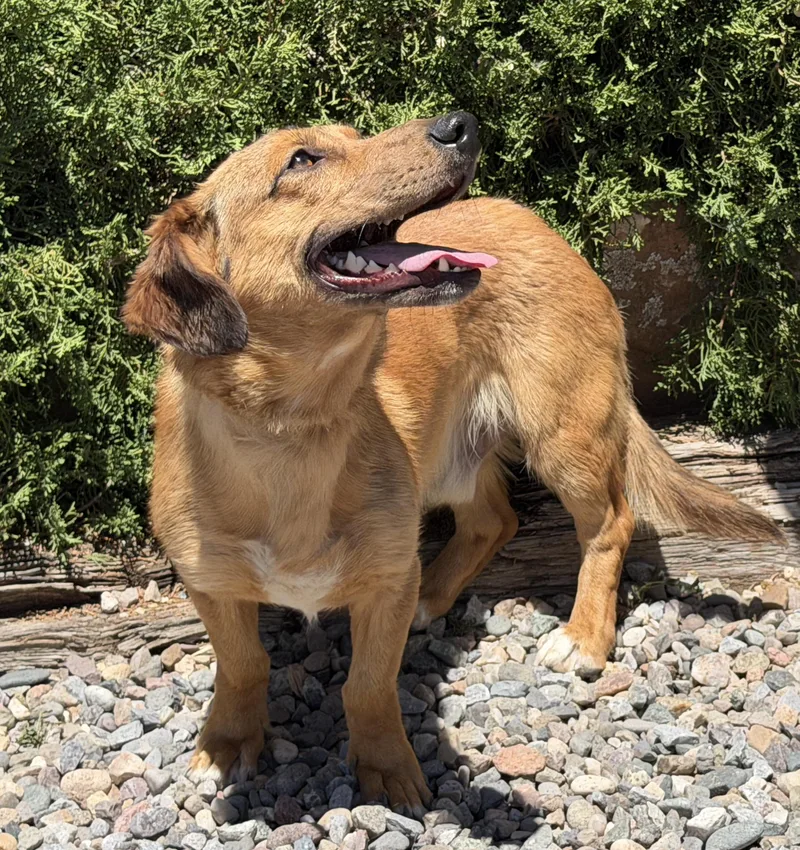 A young small-sized male Red / Chestnut / Orange Dachshund dog named Really Cool Red for adoption in Albuquerque, NM