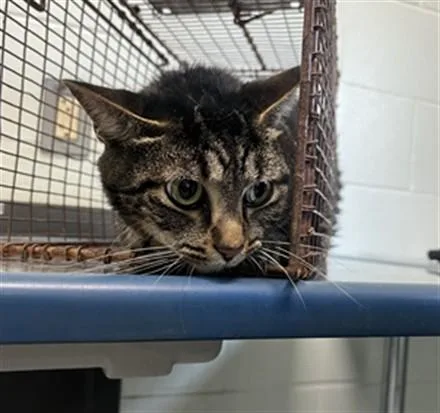 An adult medium-sized male Domestic Short Hair cat named Johnny Blaze for adoption in Corpus Christi, TX