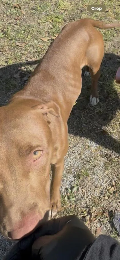 An adult medium-sized female Mixed Breed dog named Toadette for adoption in West Chester, PA