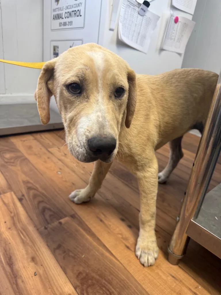 A baby medium-sized male Labrador Retriever dog named Cobalt for adoption in Fayetteville, TN