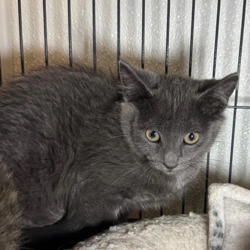 A baby medium-sized male Domestic Short Hair cat named Cosmo for adoption in Saginaw, MI