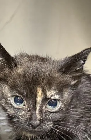 A baby small-sized female Domestic Short Hair cat named Kiki for adoption in Dallas, TX