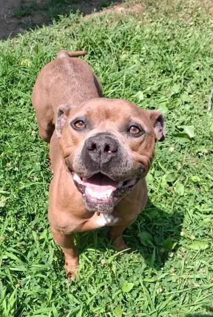 An adult medium-sized female Mixed Breed dog named Juno for adoption in Moundsville, WV