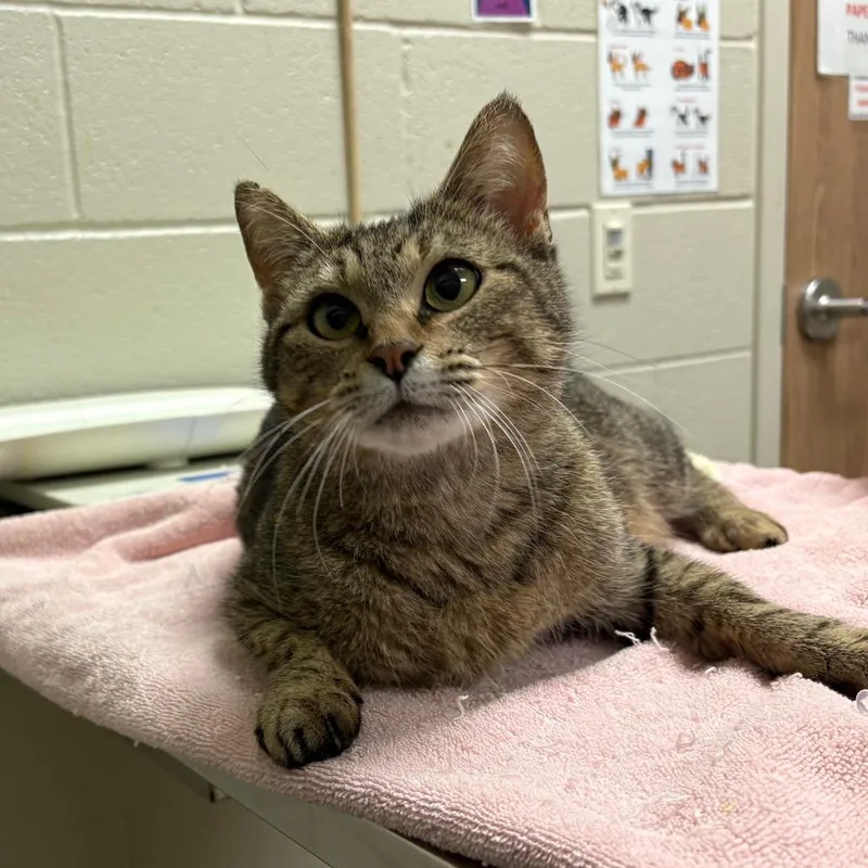 An adult medium-sized female Brown / Chocolate Domestic Short Hair cat named Ahsoka for adoption in Bristol, IN