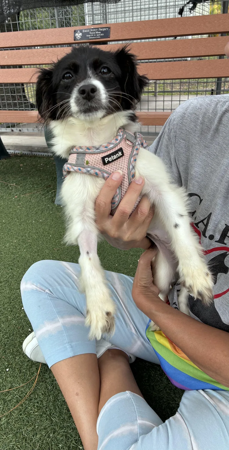 A young small-sized female Black Mixed Breed dog named Bella for adoption in Ruskin, FL