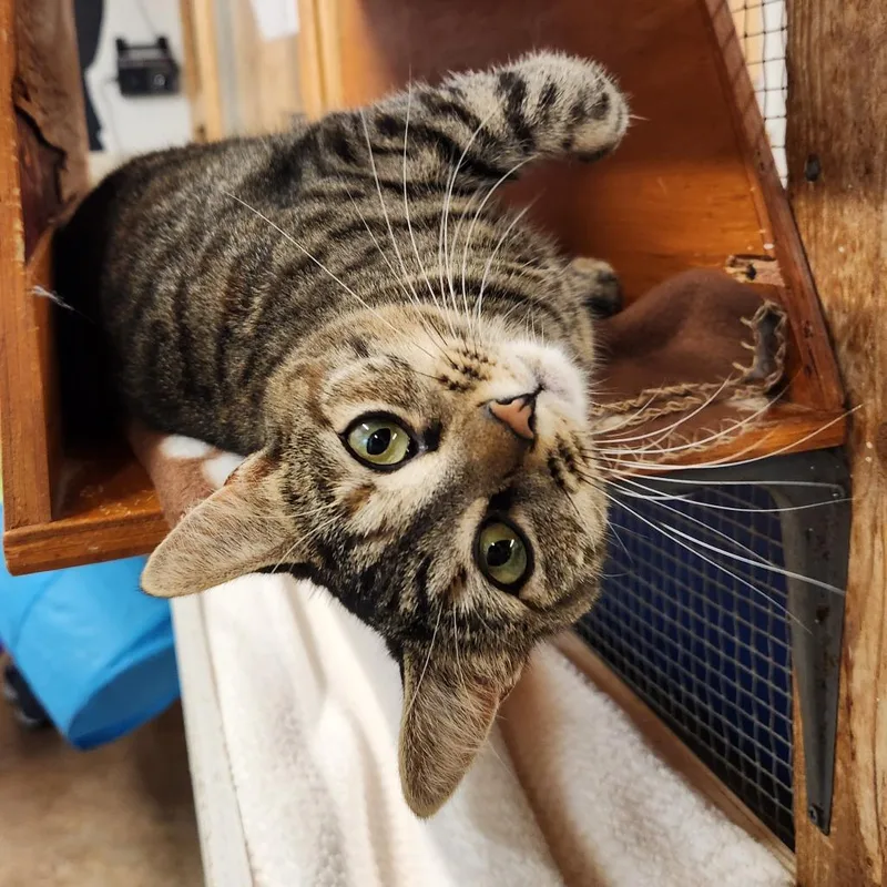 An adult medium-sized female Gray / Blue / Silver Domestic Short Hair cat named Cleo for adoption in Delaware, OH