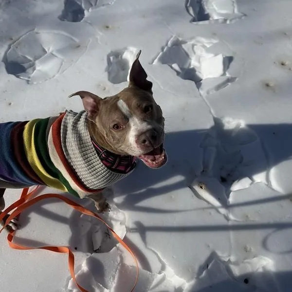 Peppermint thumbnail 2