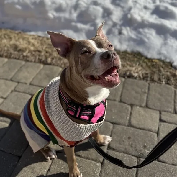 Peppermint thumbnail 3