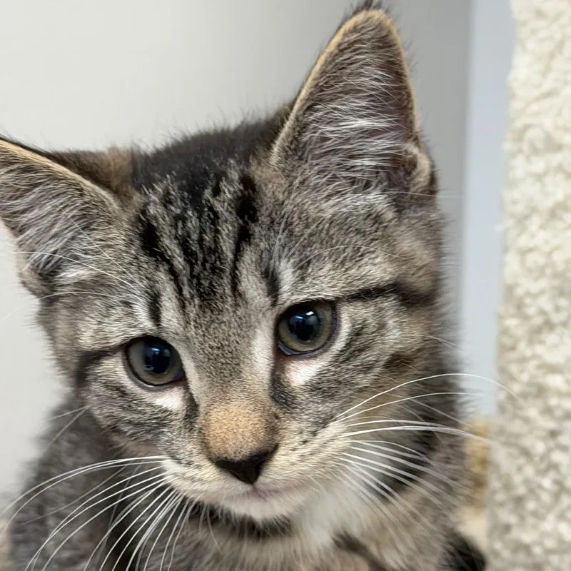A baby small-sized female Brown / Chocolate Domestic Short Hair cat named Liberty for adoption in York, PA