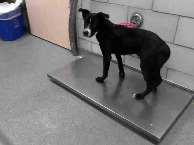 A senior large-sized female Labrador Retriever dog named Gaia for adoption in Dallas, TX