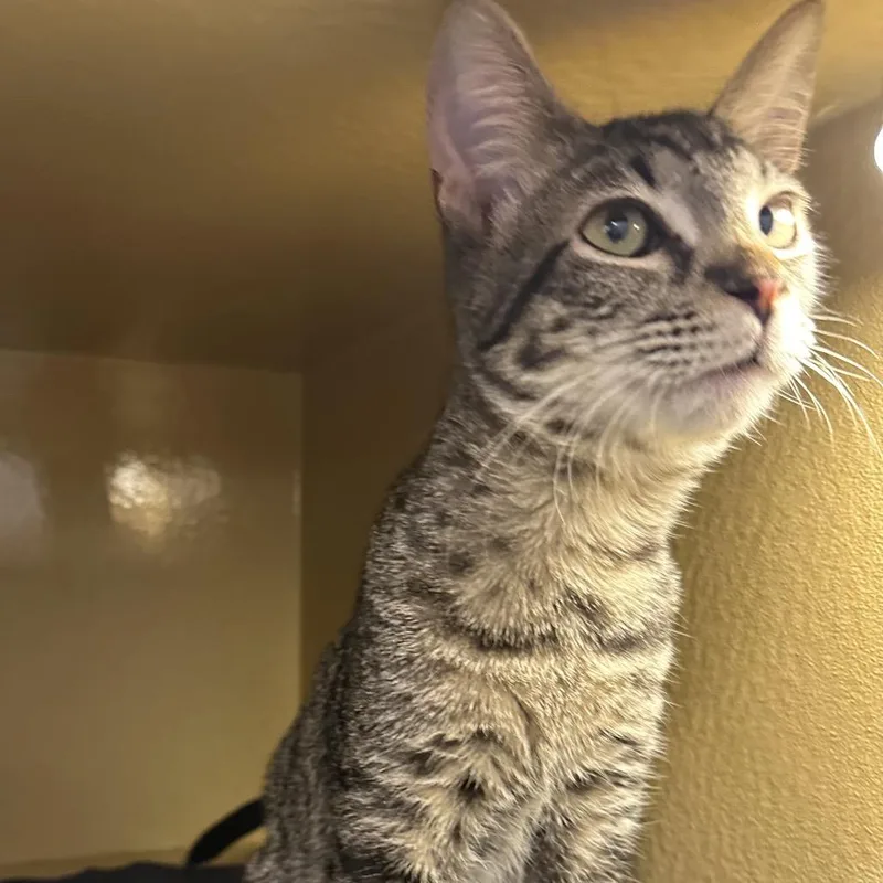 A young medium-sized male Black Domestic Short Hair cat named Iroh for adoption in Spokane, WA