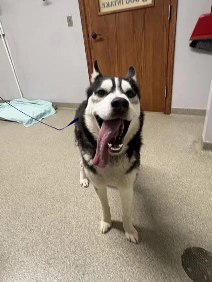 An adult medium-sized male Siberian Husky dog named Echo for adoption in Pequot Lakes, MN