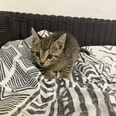 A young small-sized female Domestic Short Hair cat named Miska for adoption in Miami, FL